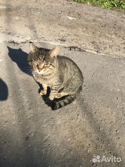 Отдам кота в добрые руки