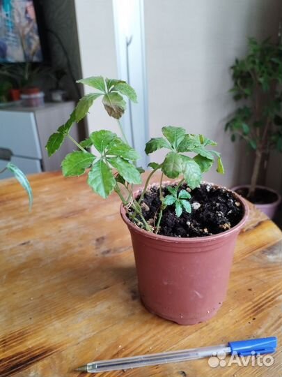 Комнатные растения