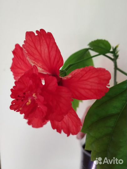Гибискус /китайская роза