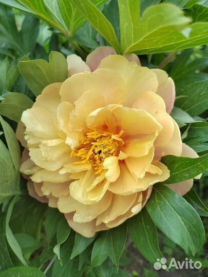 Пион joanna marlene