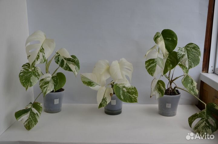 Монстера Альба вариегатная