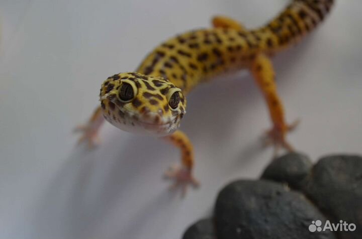 Самец мак сноу гет Ба гет эклипс 19г