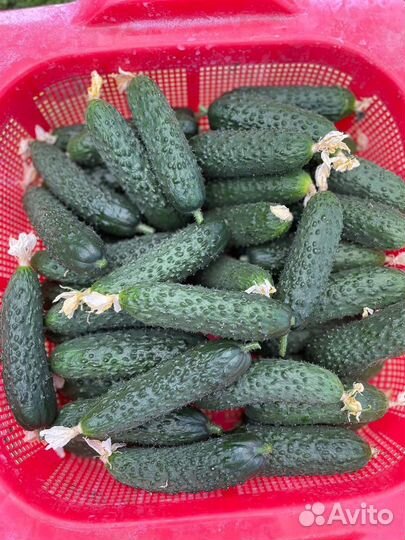 Огурцы свежие опт и розница