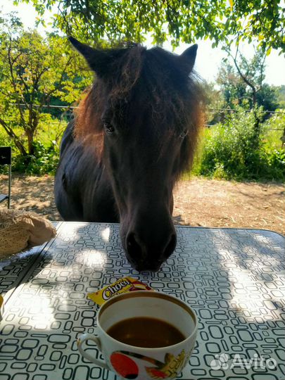 Конский навоз