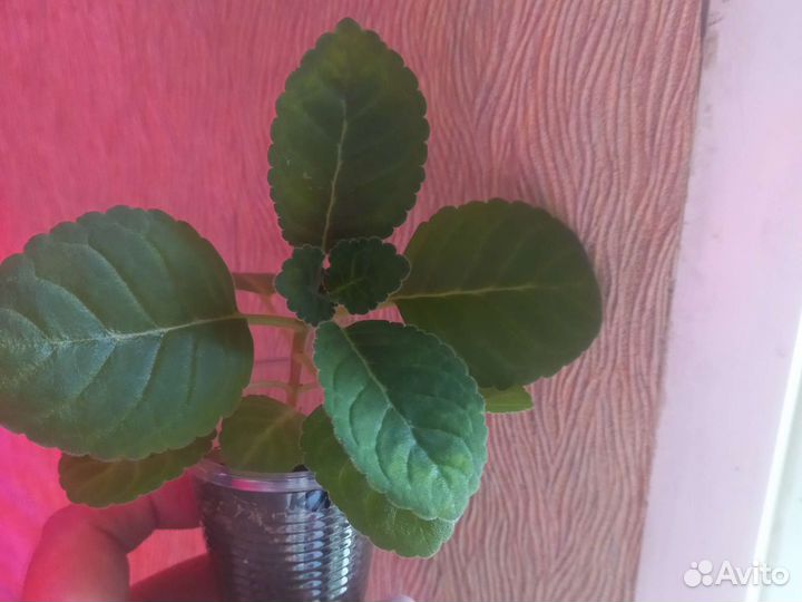 Тидея-глоксиния 