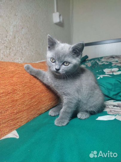 Британская кошка бесплатно