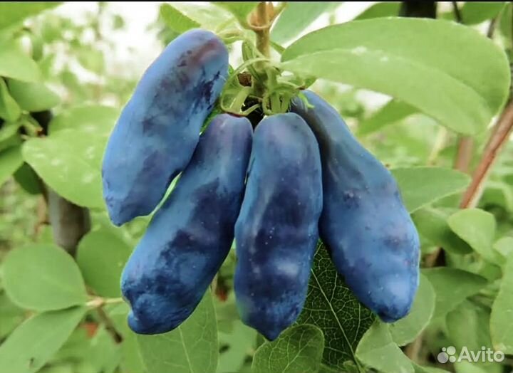 Жимолость Голубой банан (сладкая)