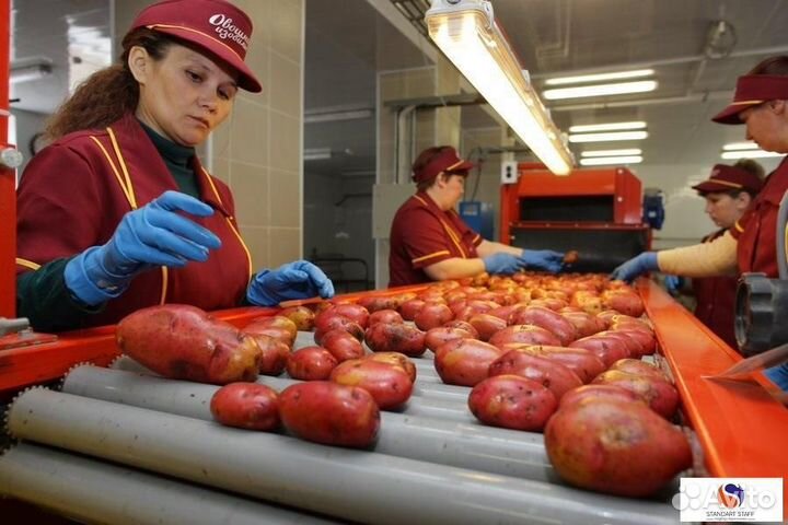 Упаковщики овощей