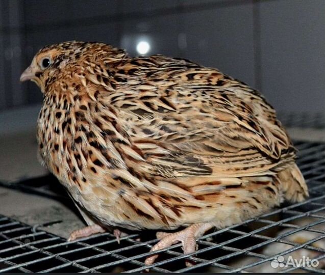 Инкубационное яйцо перепелов