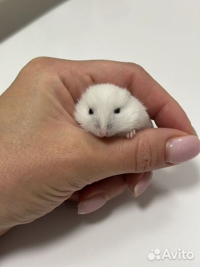 Джунгарский хомяк(гибрид)