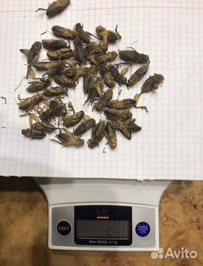 Корм для Стрижей. Сверчки, Тараканы мраморные