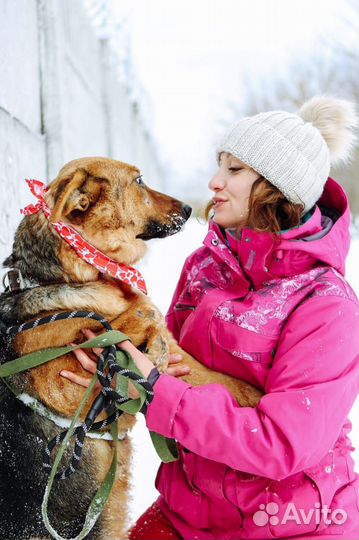 Собака Забава добрая девочка ждет своего человека