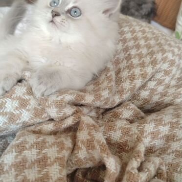 Шотландский прямоухий длинношёрстный котёнок