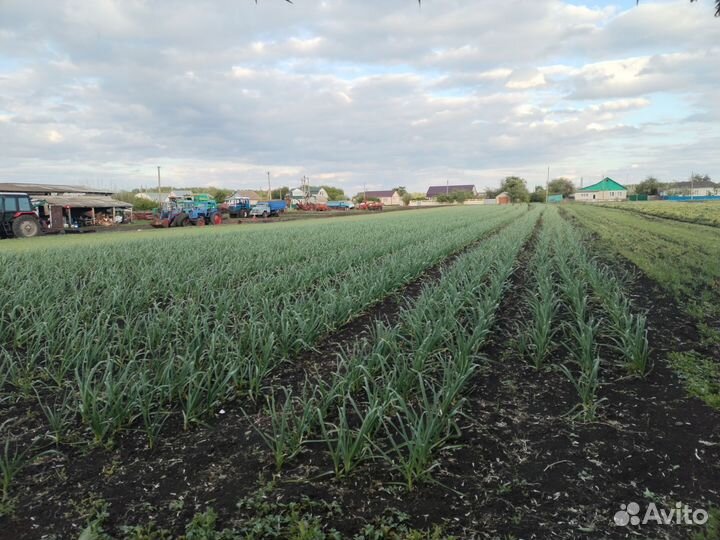 Чеснок посадочный материал с доставкой