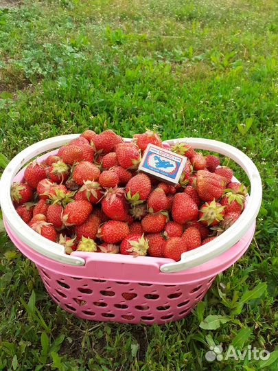 Саженцы клубники укорененые в стаканах