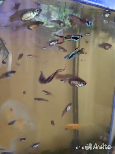 Гуппи Эндлера