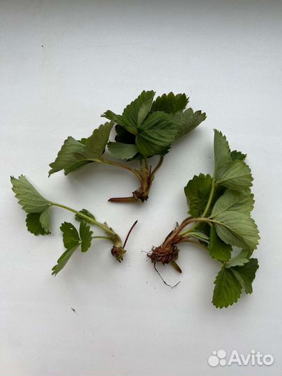 Усики клубники