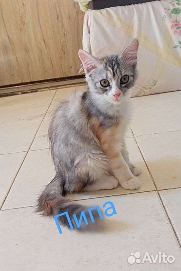 Кошка в дар бесплатно