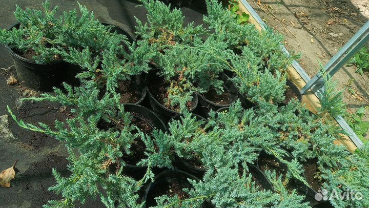 Саженцы можжевельника Блю чип