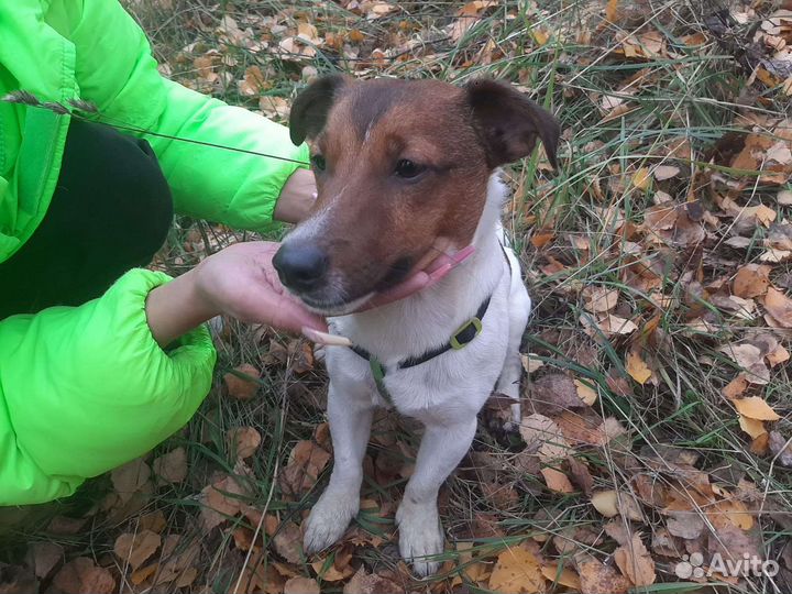 Вязка джек Рассел терьер