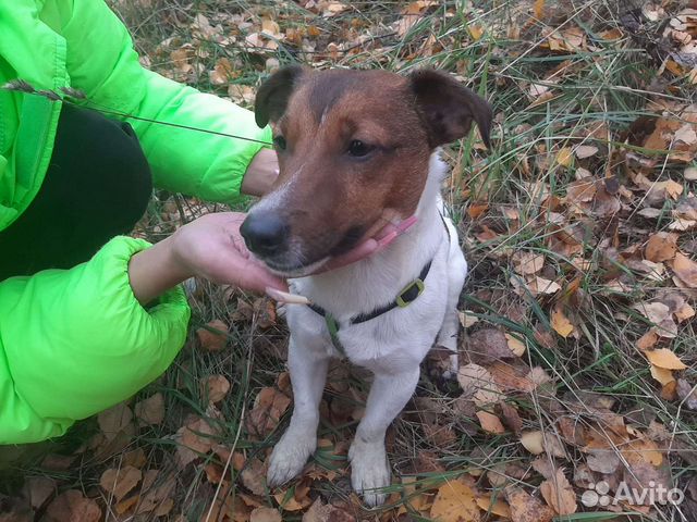 Вязка джек Рассел терьер