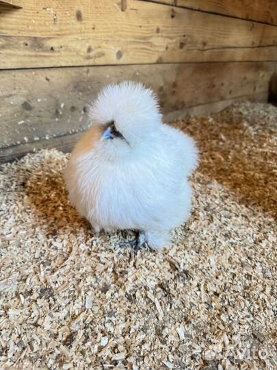 Китайские шелковые курицы