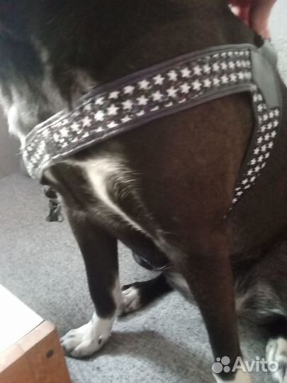 Шлейка для собаки