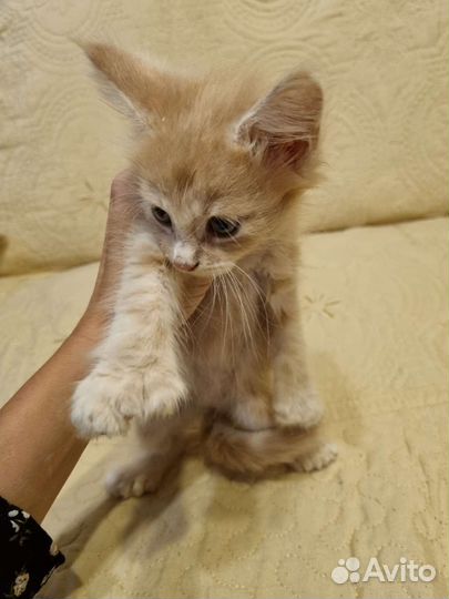 Котята мейн-кун полидакт девочки и мальчики