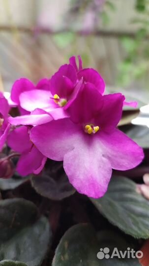 Комнатные растения