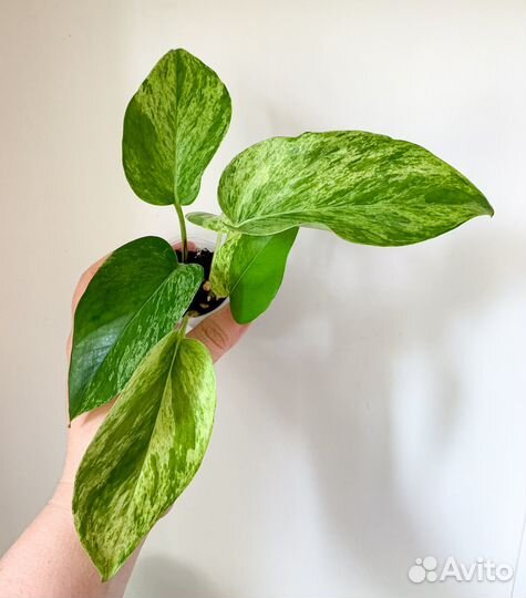 Сциндапсус, эпипремнум