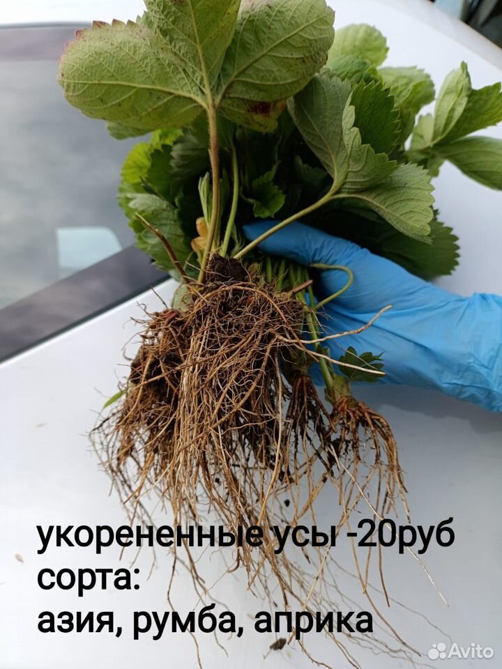 Укорененные усы клубники