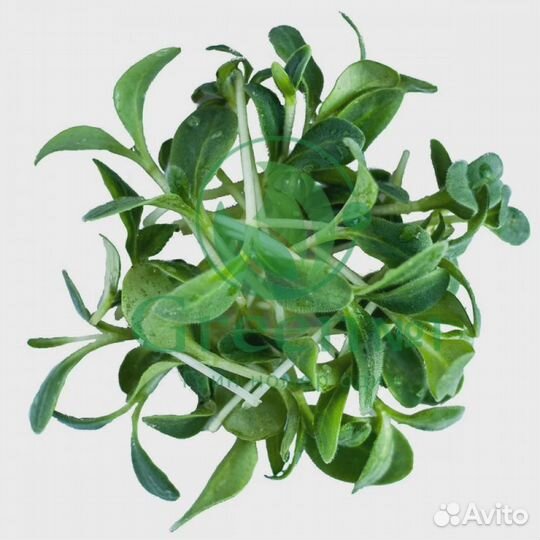 Качественная микрозелень