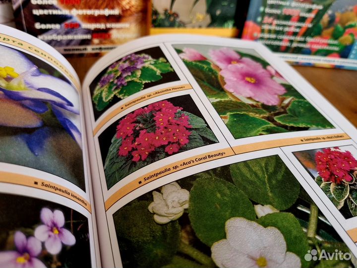 Всё о комнатных фиалках. Ян Ван дер Неер