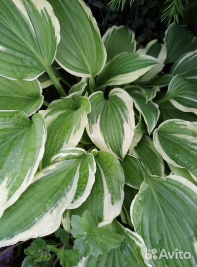 Хосты и гейхеры