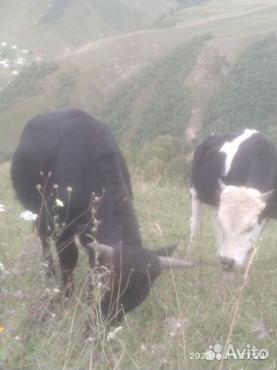 Телята бычки тëлки