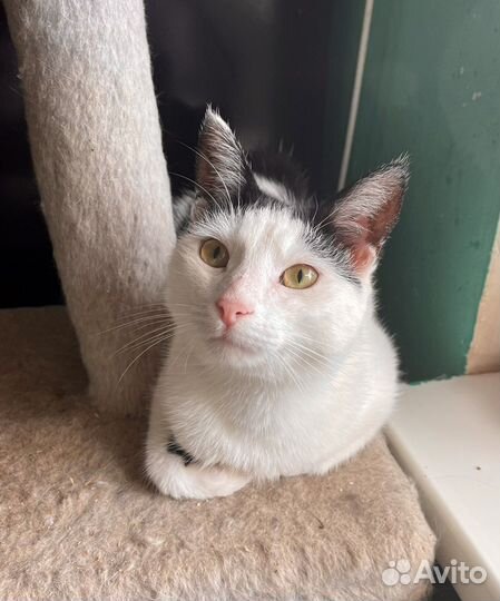 Котик подросток кастрированный