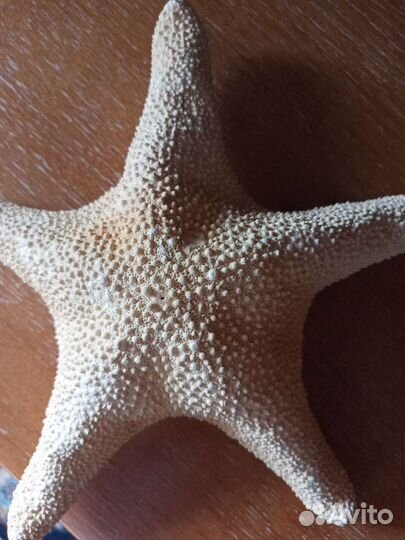Морская звезда натуральная