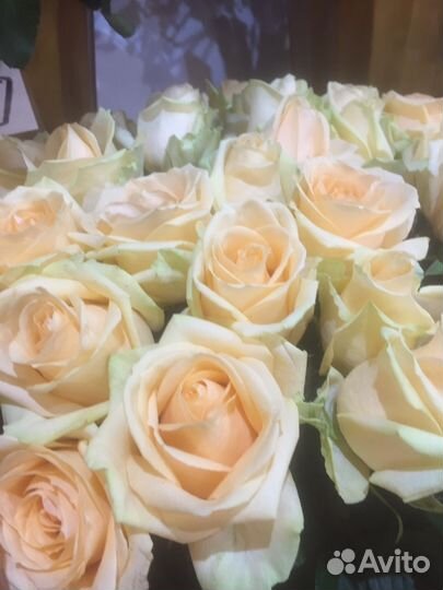 Роза крем-цвет- 50см-101шт-за 4000 Доставка по крд