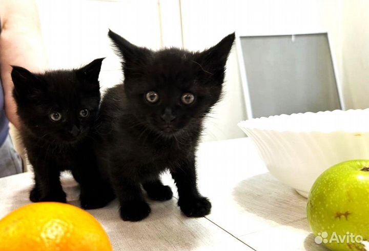 Черные котята крупные в дар