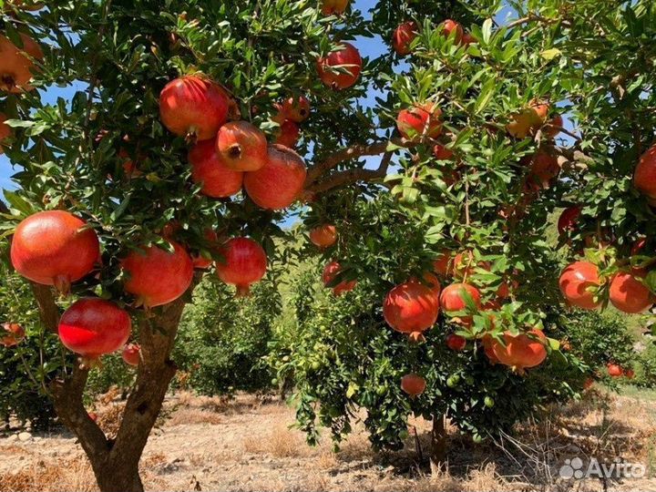 Гранатовое дерево 260см для комнатного содержания