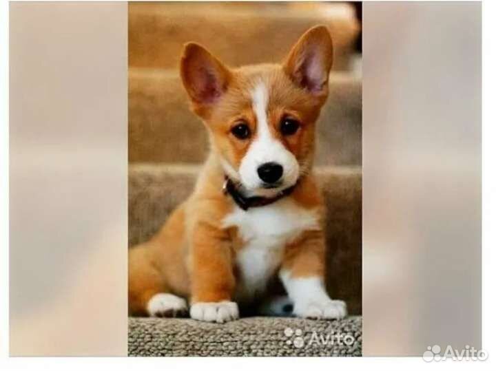 Выгул собак. Тверицы