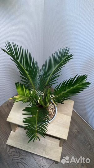 Цикас революта