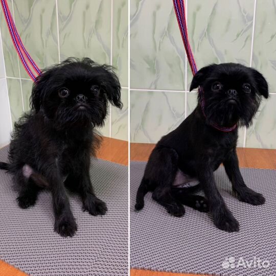 Буба/Стрижка собак и кошек/Груминг в г. Нефтекамск