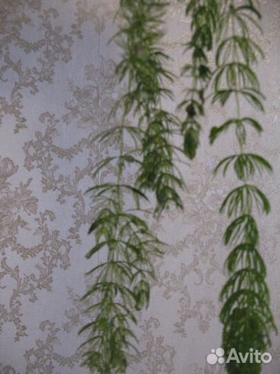 Роголистник