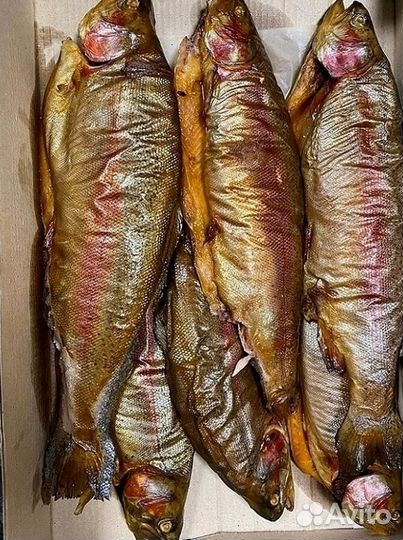 Форель охлажденная