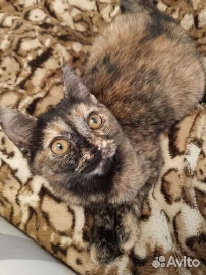 Кошка в дар