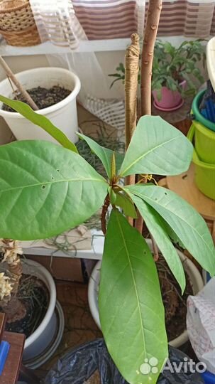 Дерево из Тайланда, мангровые, баррингтония