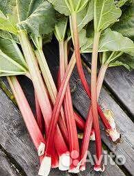 Ревень саженцы-корневище сорт: Обский