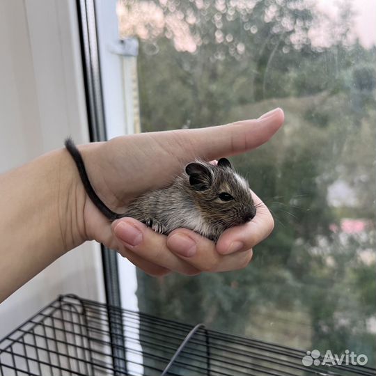 Малыши бельчата дегу