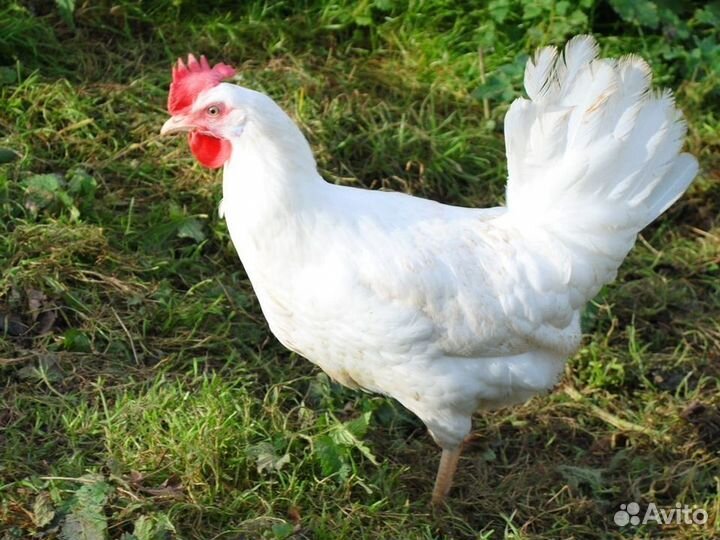 Куры несушки Кросс Коралл порода